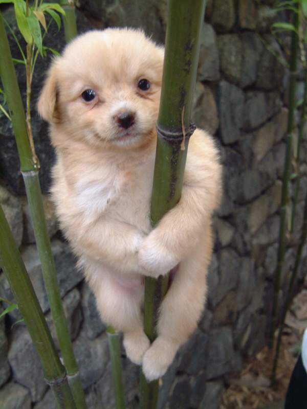 poledancer.jpg